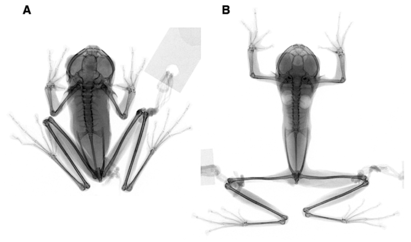 Diversity 12 00222 g085
