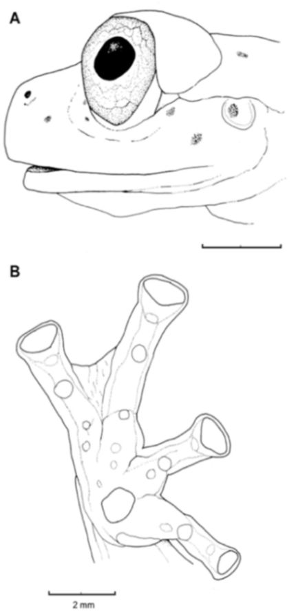 Diversity 12 00222 g096