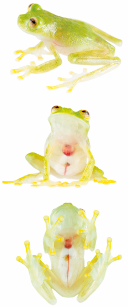 Diversity 12 00222 g098