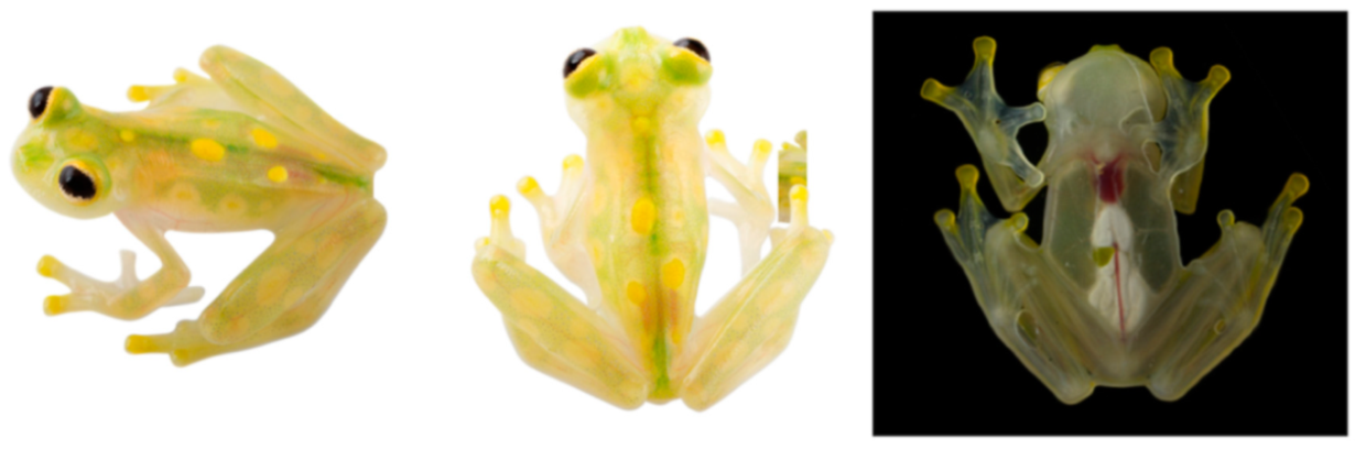 Diversity 12 00222 g102