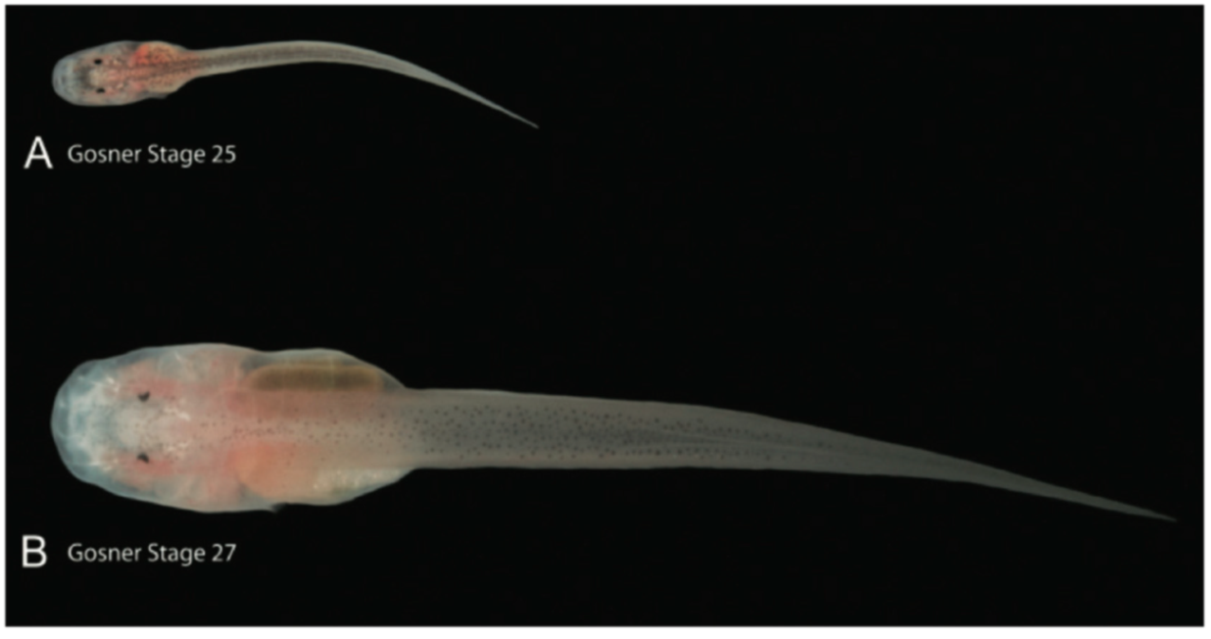 Diversity 12 00222 g104