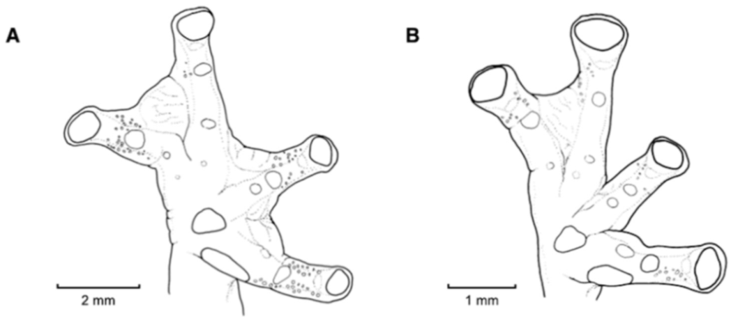 Diversity 12 00222 g110