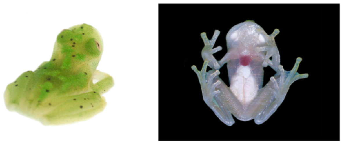 Diversity 12 00222 g112