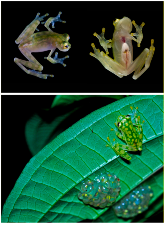 Diversity 12 00222 g121