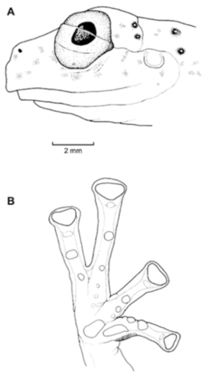 Diversity 12 00222 g129