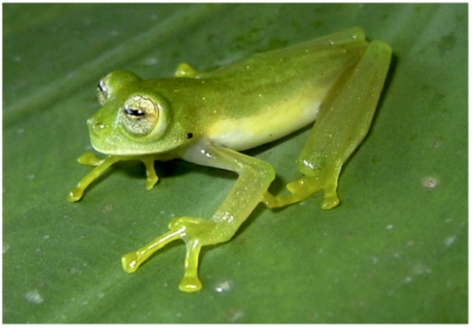 Diversity 12 00222 g134