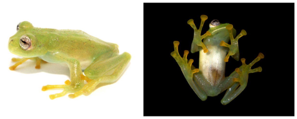 Diversity 12 00222 g137