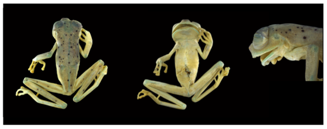 Diversity 12 00222 g143