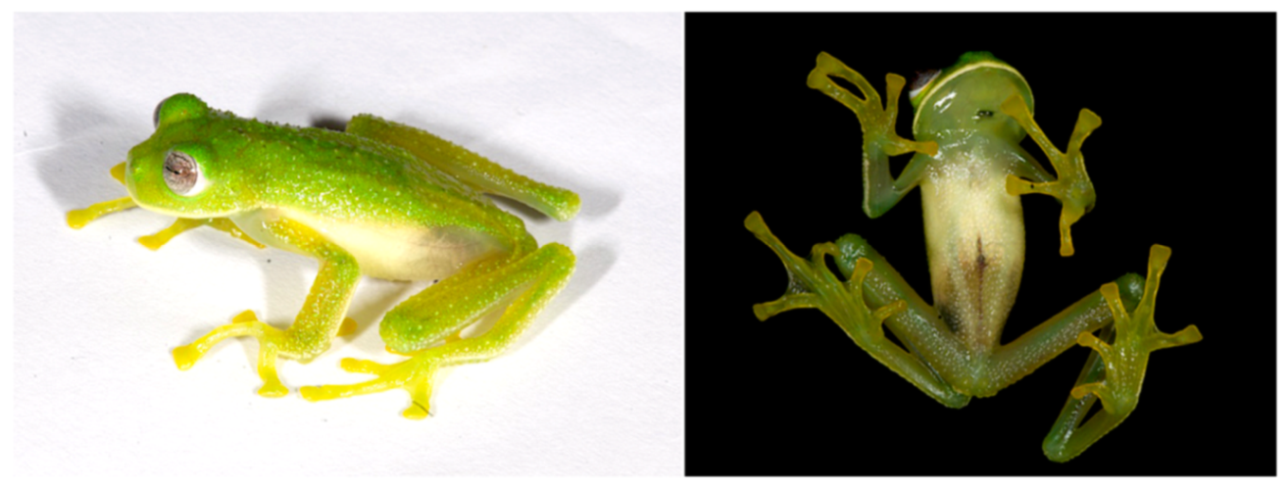 Diversity 12 00222 g148