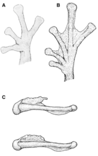 Diversity 12 00222 g155