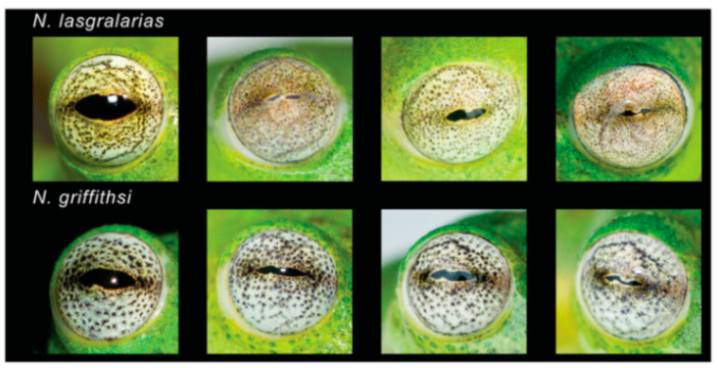 Diversity 12 00222 g160