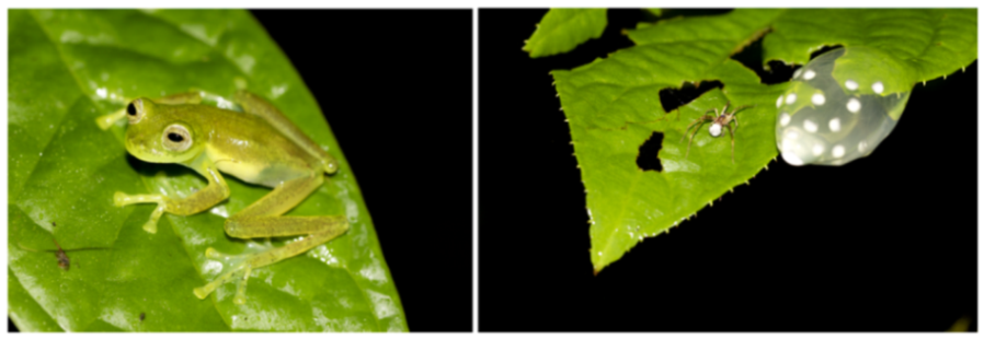 Diversity 12 00222 g161