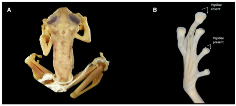Diversity 12 00222 g163