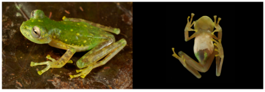 Diversity 12 00222 g167