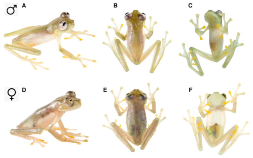 Diversity 12 00222 g170