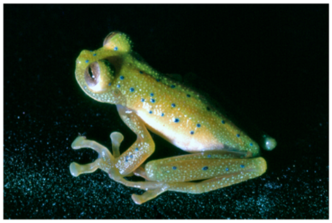 Diversity 12 00222 g174