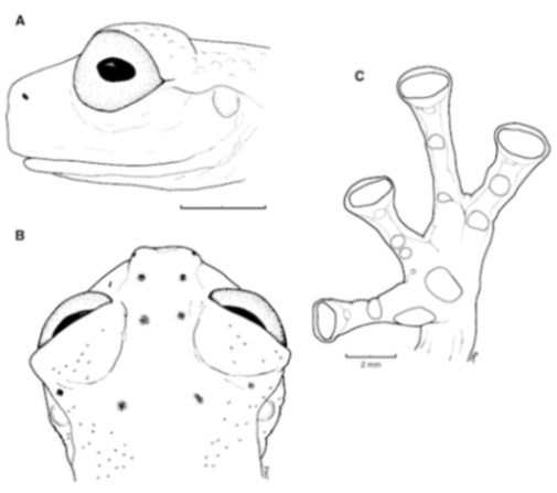 Diversity 12 00222 g175