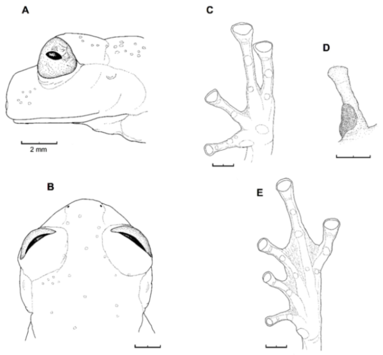 Diversity 12 00222 g178