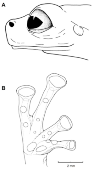 Diversity 12 00222 g181