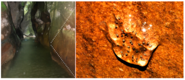 Diversity 12 00222 g192