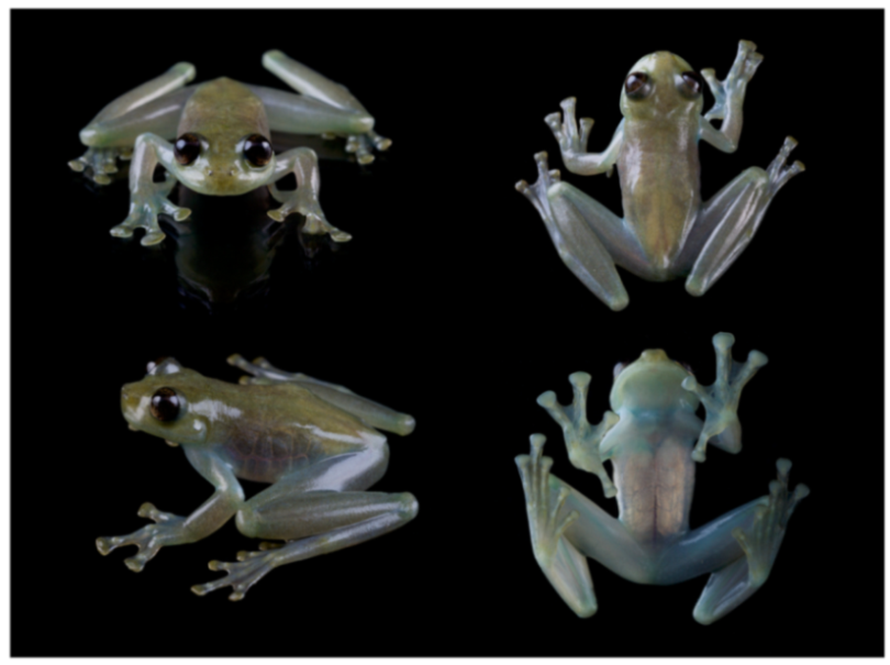 Diversity 12 00222 g205