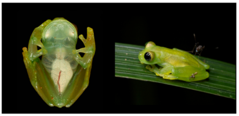 Diversity 12 00222 g207