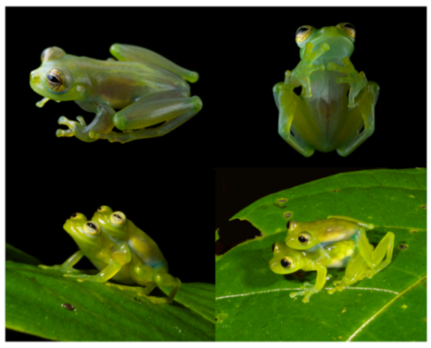 Diversity 12 00222 g218