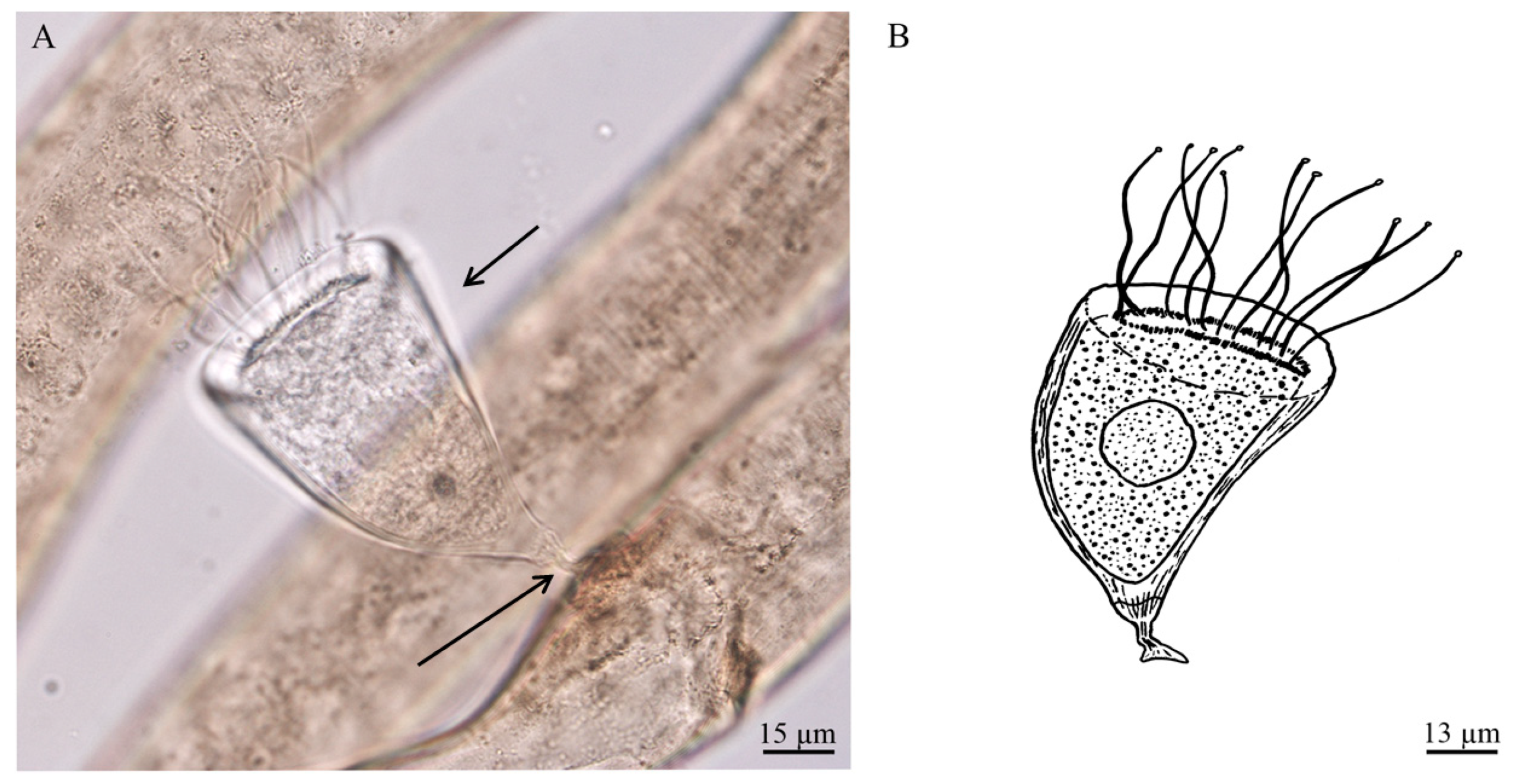 Diversity 12 00224 g002