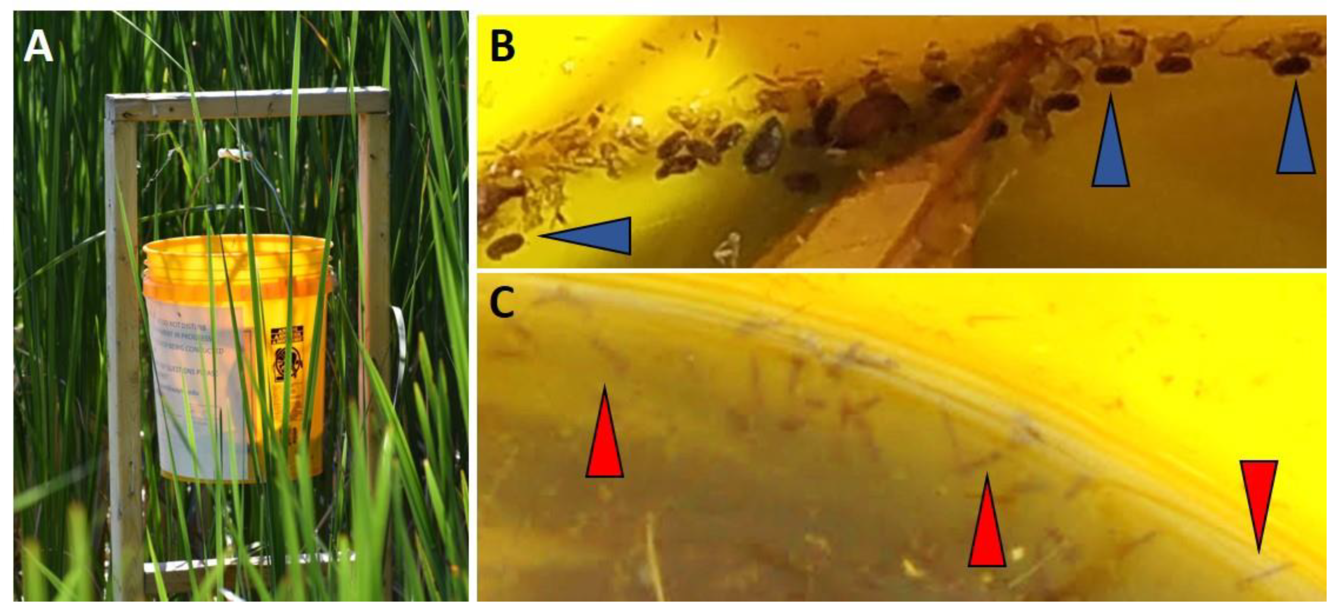 Diversity 12 00226 g002 Diversity 12 00226 g002
