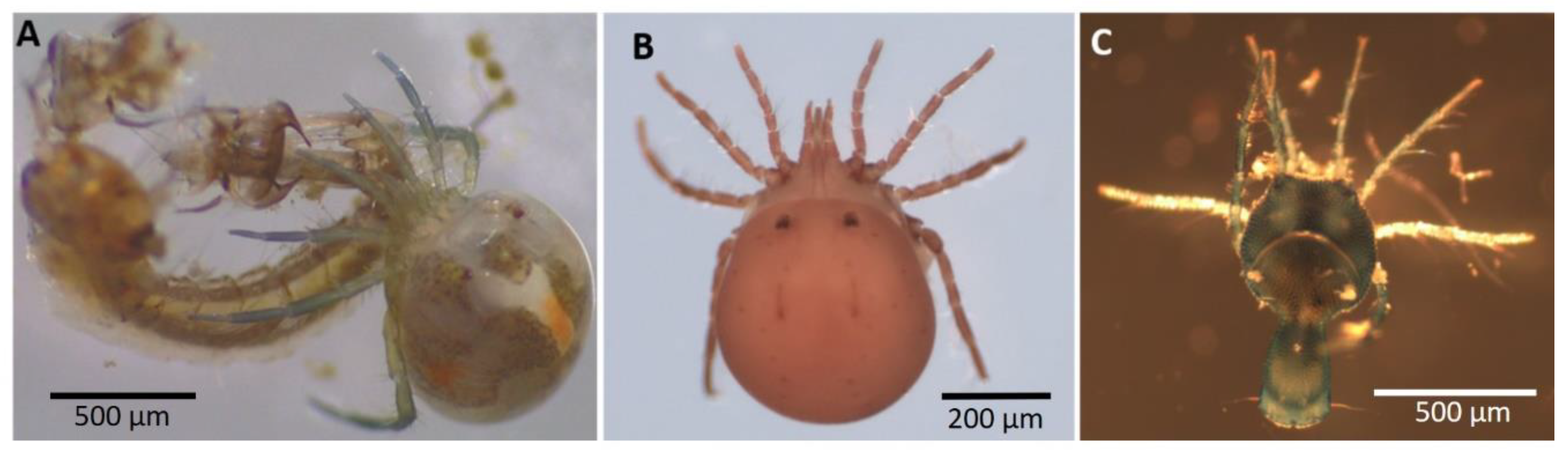 Diversity Free FullText The Biodiversity of Water Mites That Prey