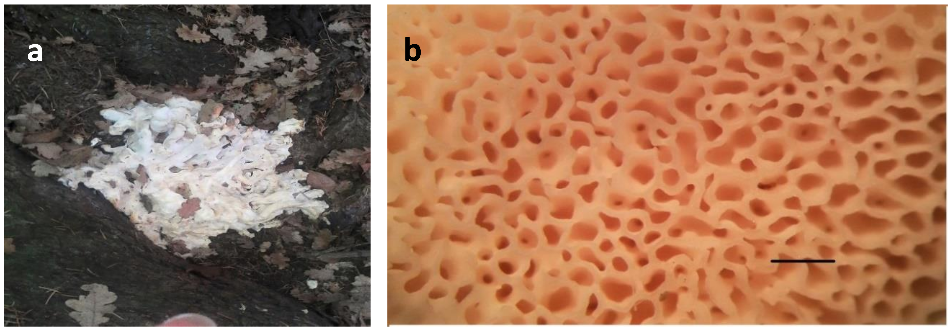 Diversity 12 00230 g001 Diversity 12 00230 g001