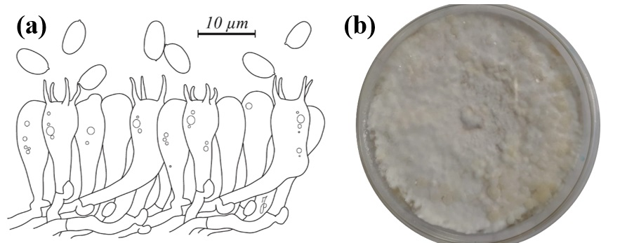 Diversity 12 00230 g002 Diversity 12 00230 g002