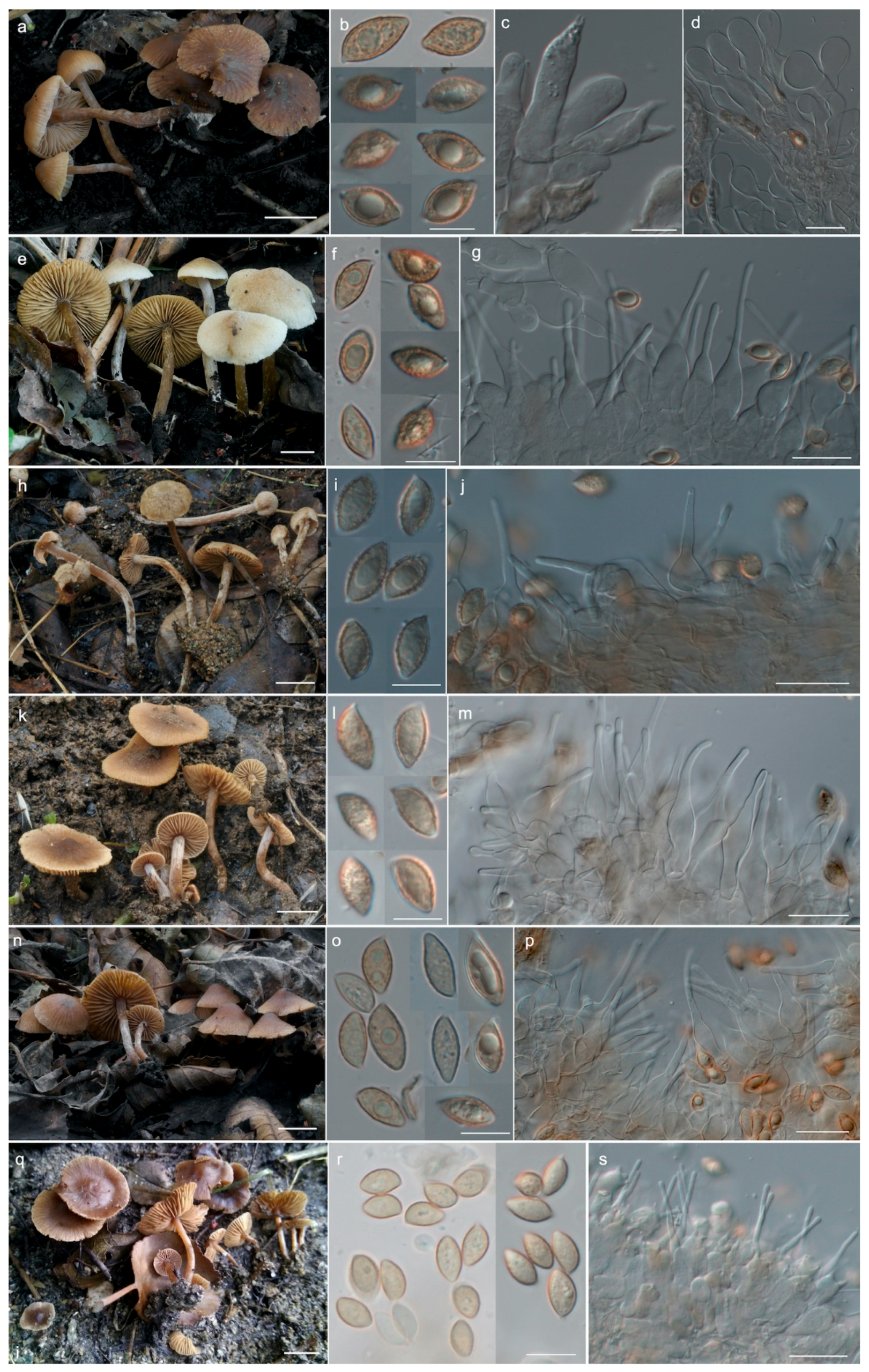 Diversity 12 00232 g003