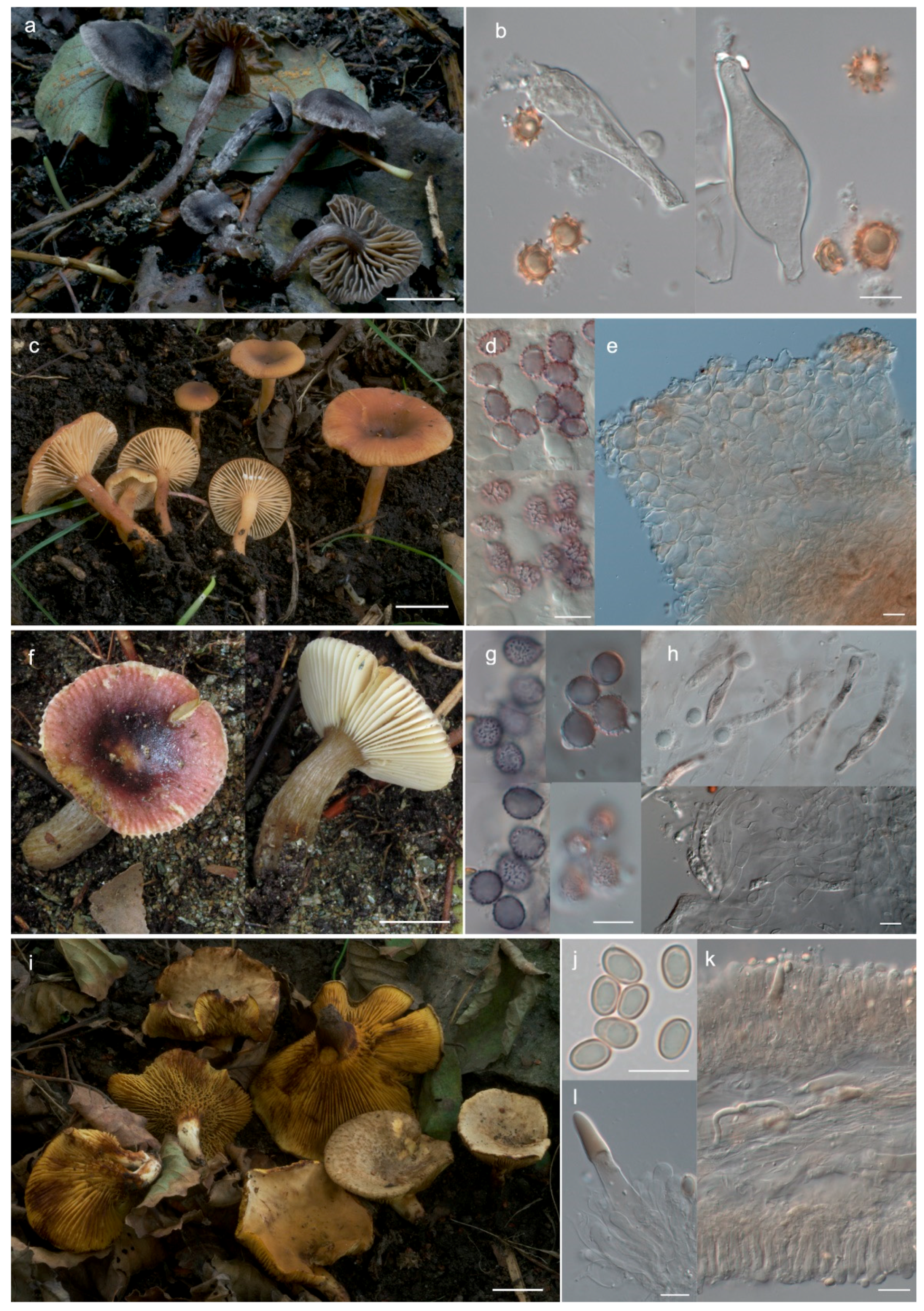 Diversity 12 00232 g005