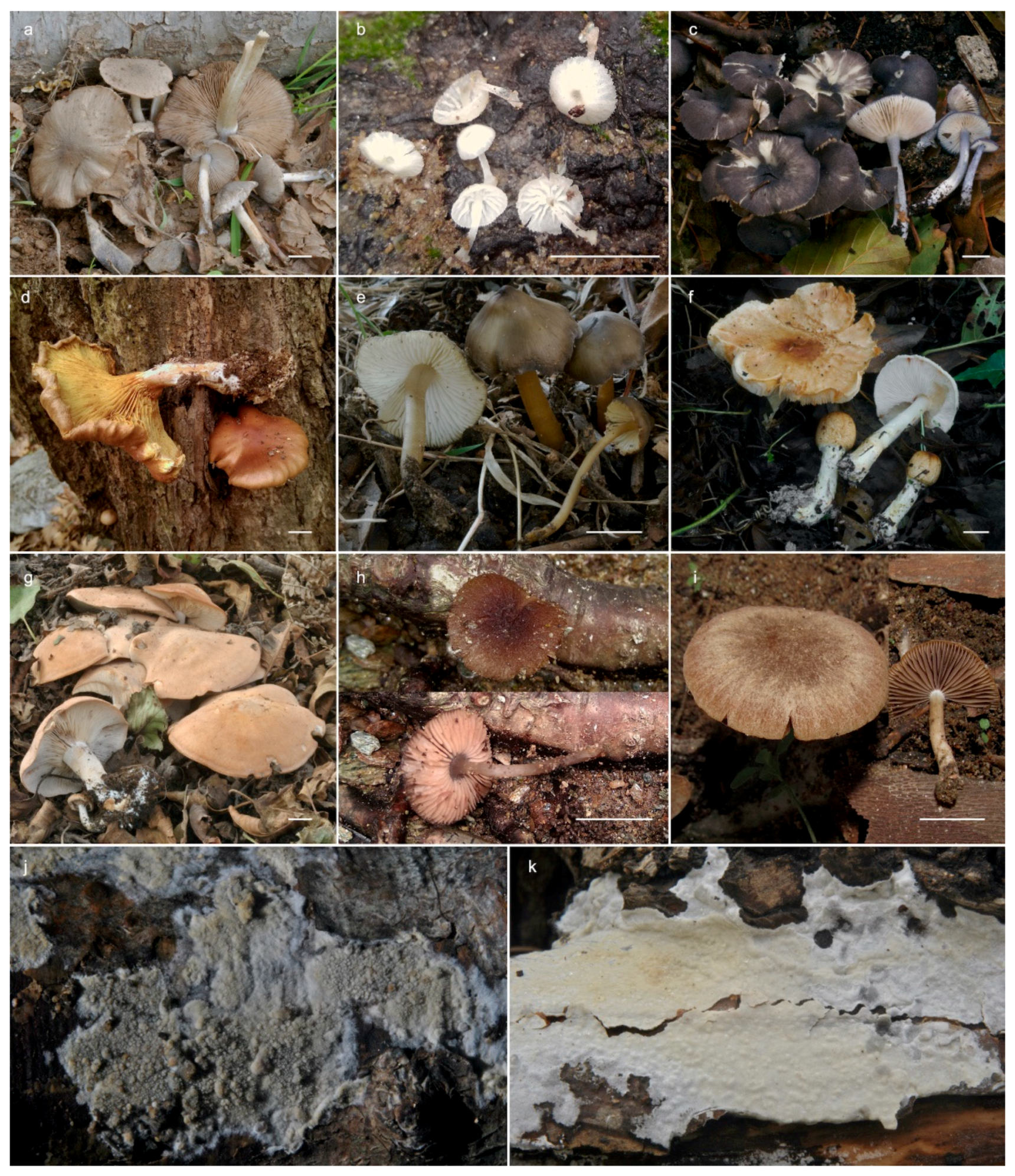 Diversity 12 00232 g008