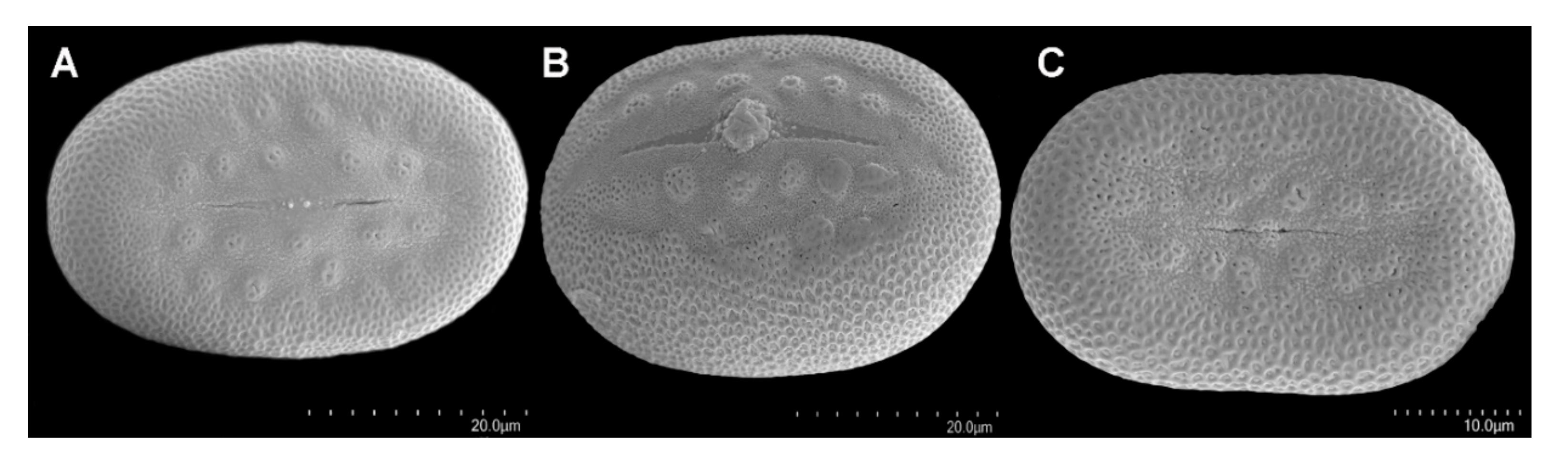 Diversity 12 00237 g007 Diversity 12 00237 g007