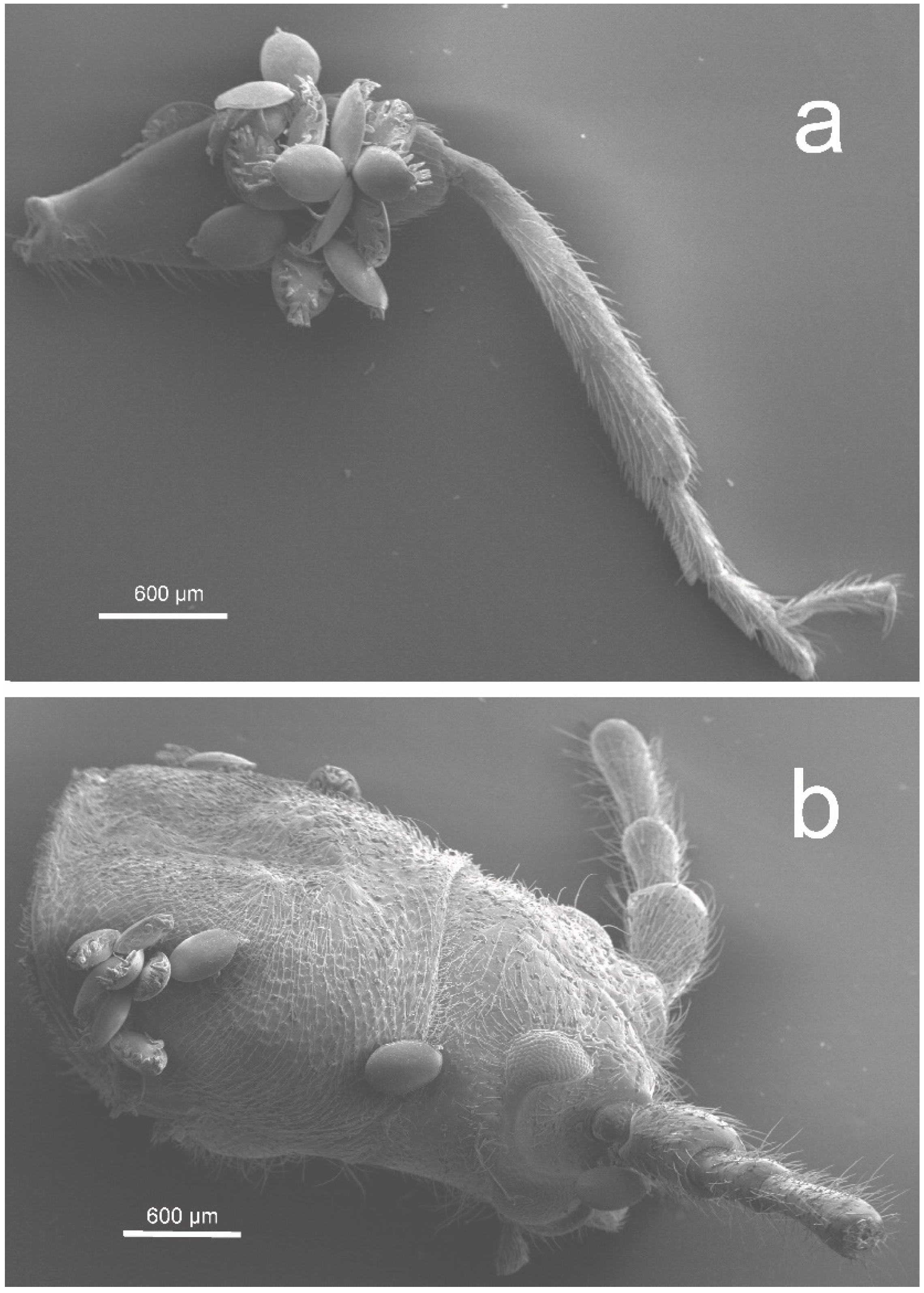 Diversity 12 00239 g002 Diversity 12 00239 g002