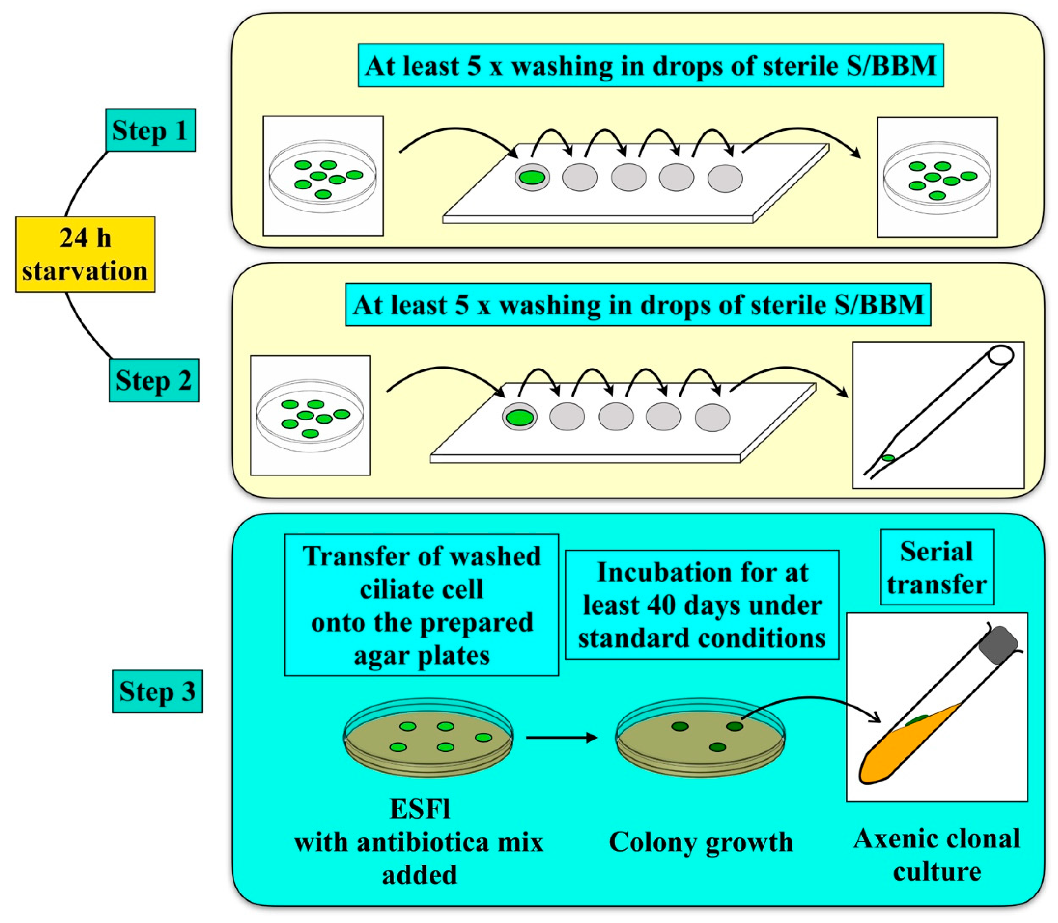 Diversity 12 00240 g002