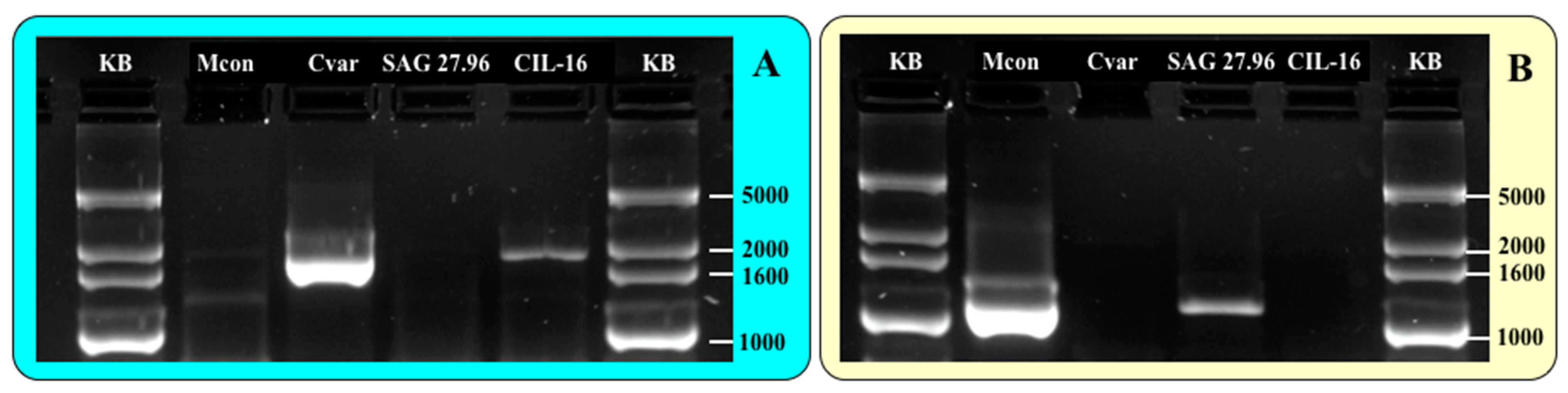Diversity 12 00240 g004