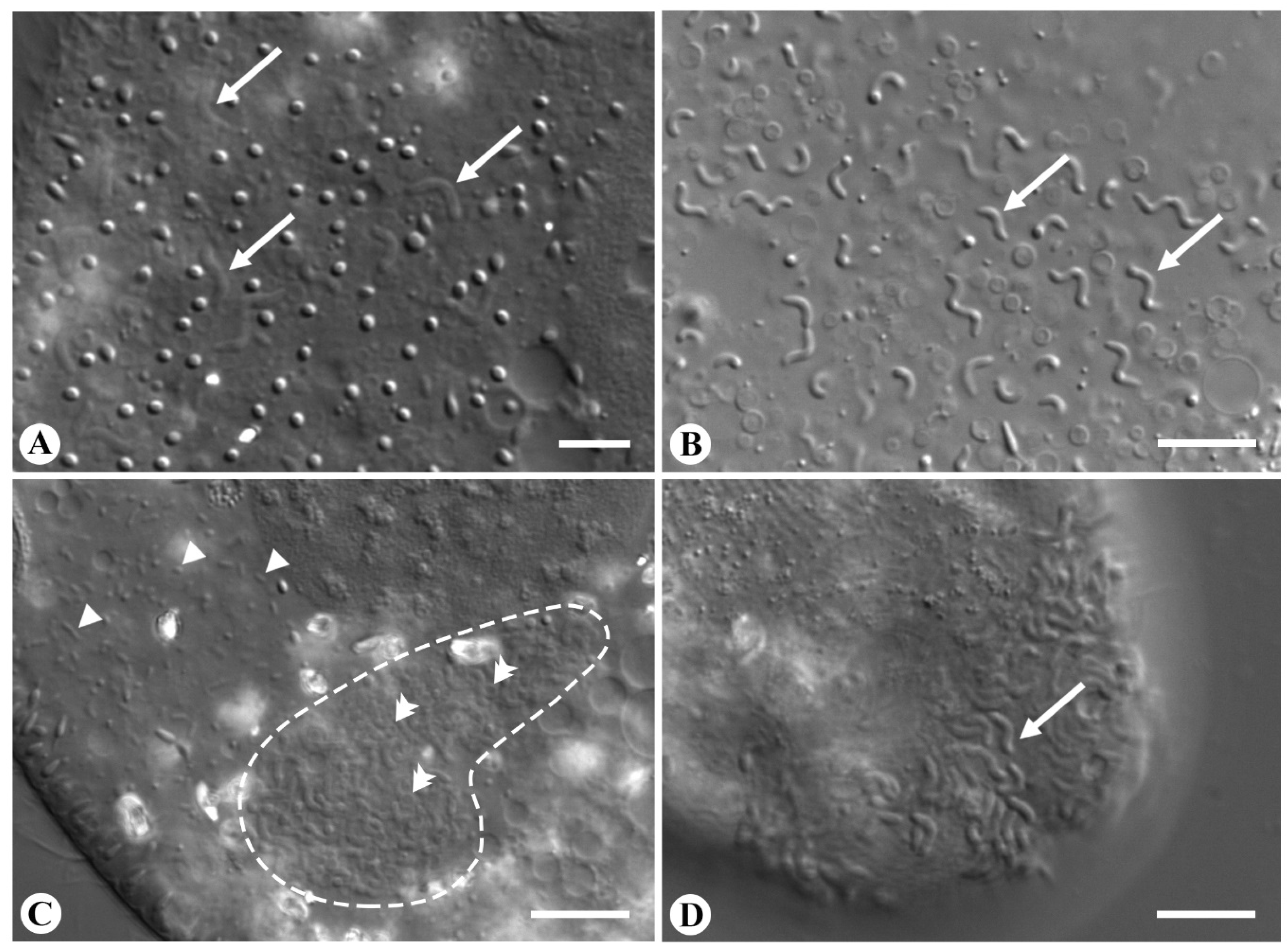 Diversity 12 00251 g001