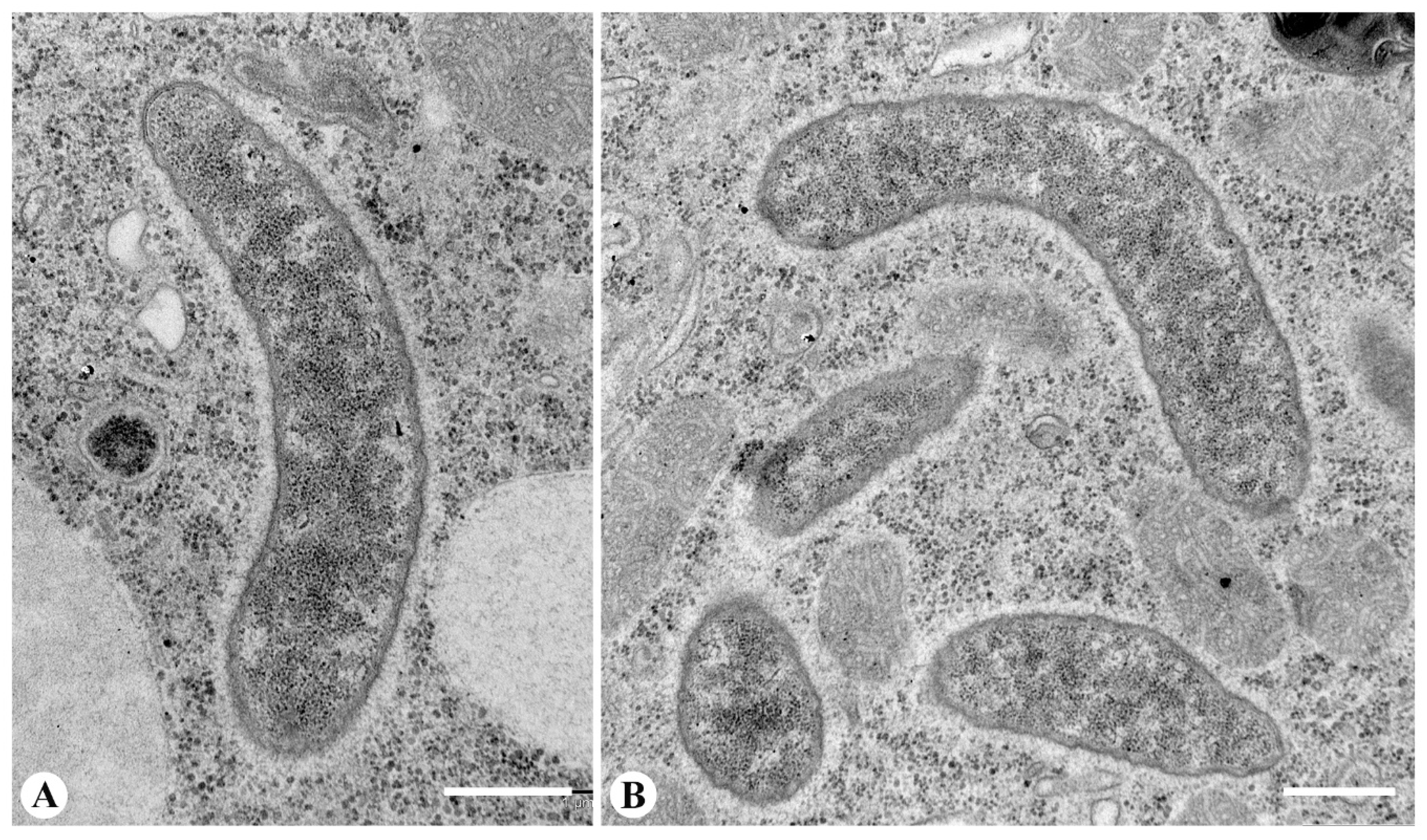 Diversity 12 00251 g002