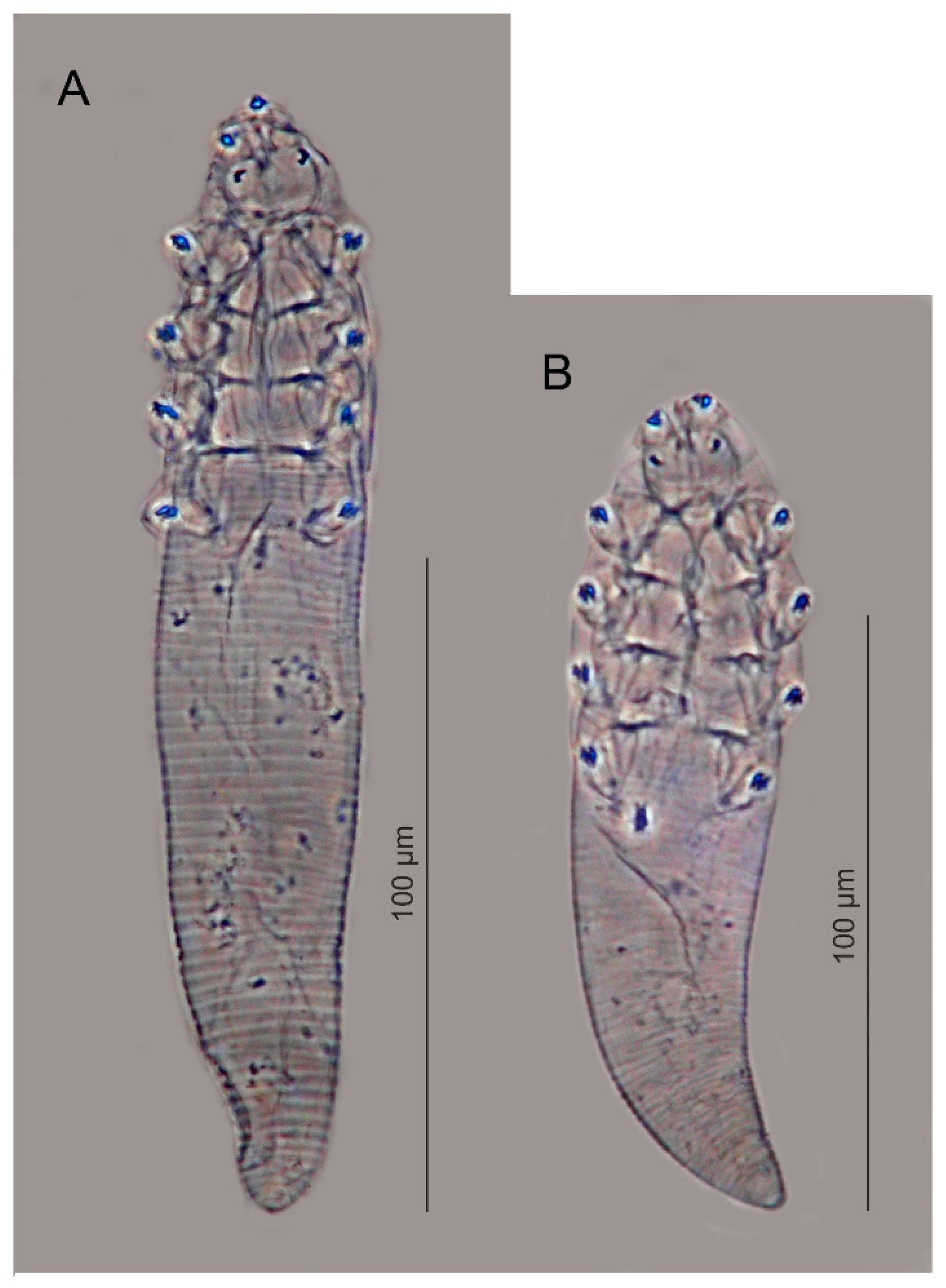 Demodex injai treatment cheap