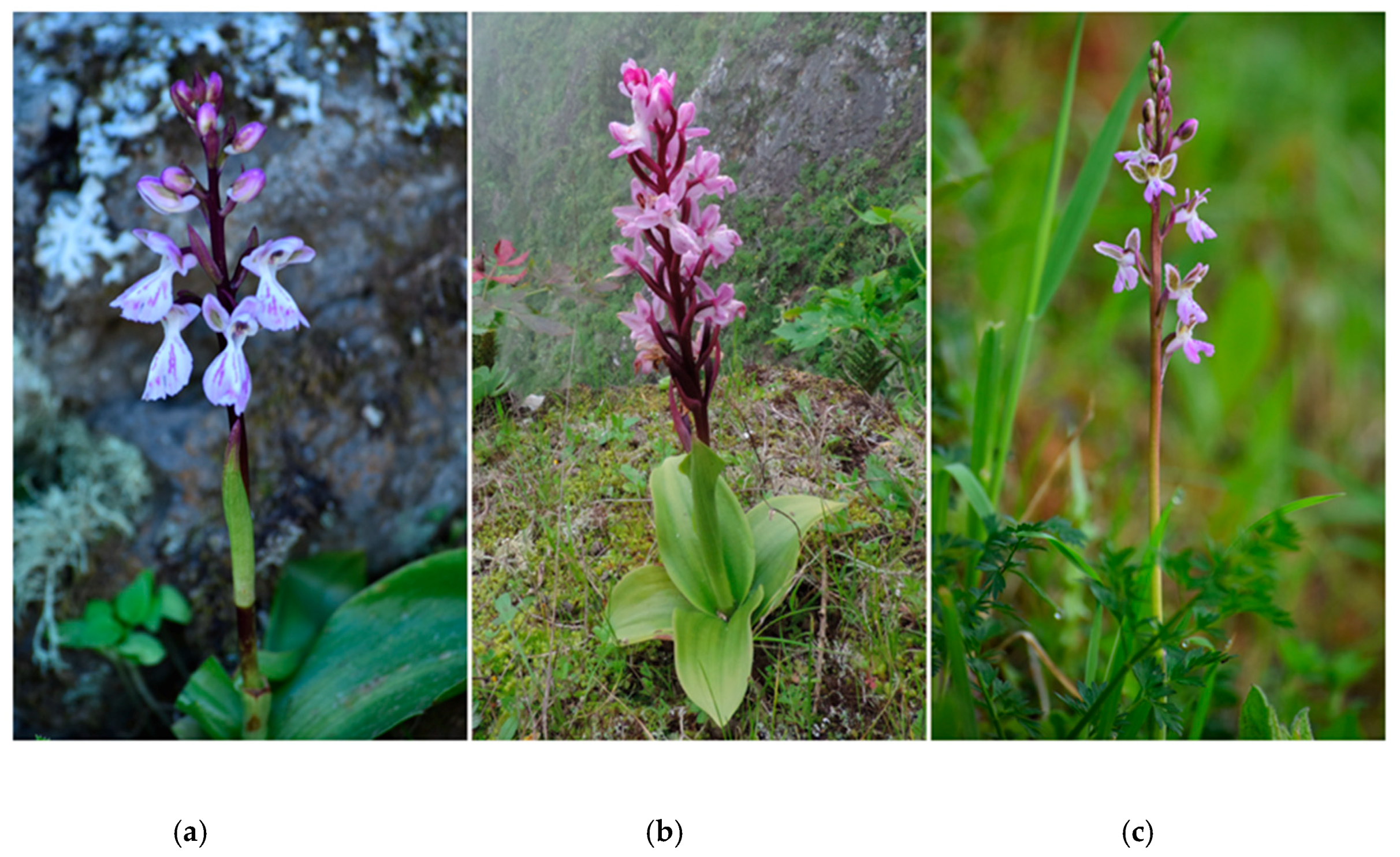 Diversity 12 00262 g001 Diversity 12 00262 g001