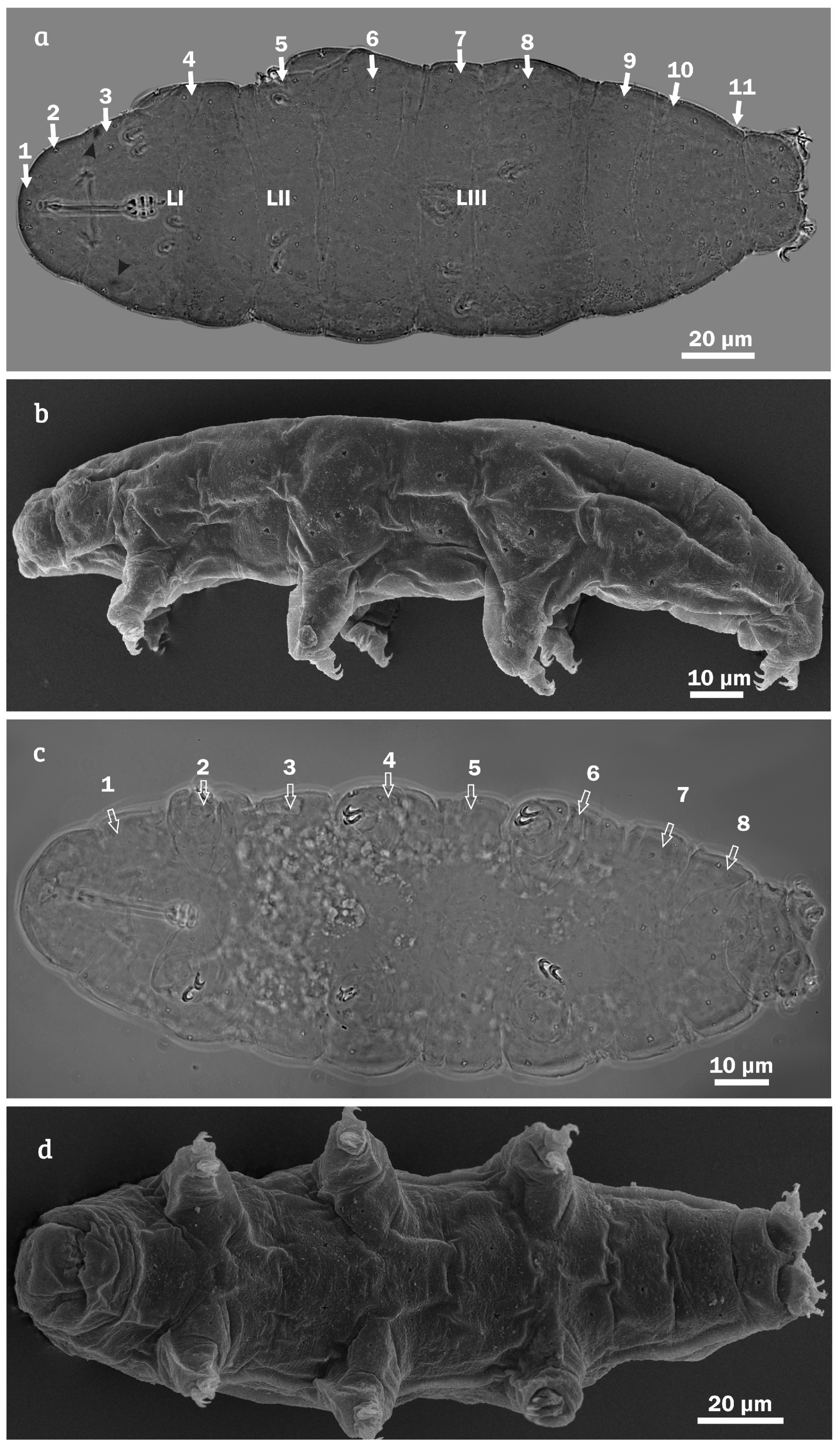 Diversity 12 00271 g004 Diversity 12 00271 g004