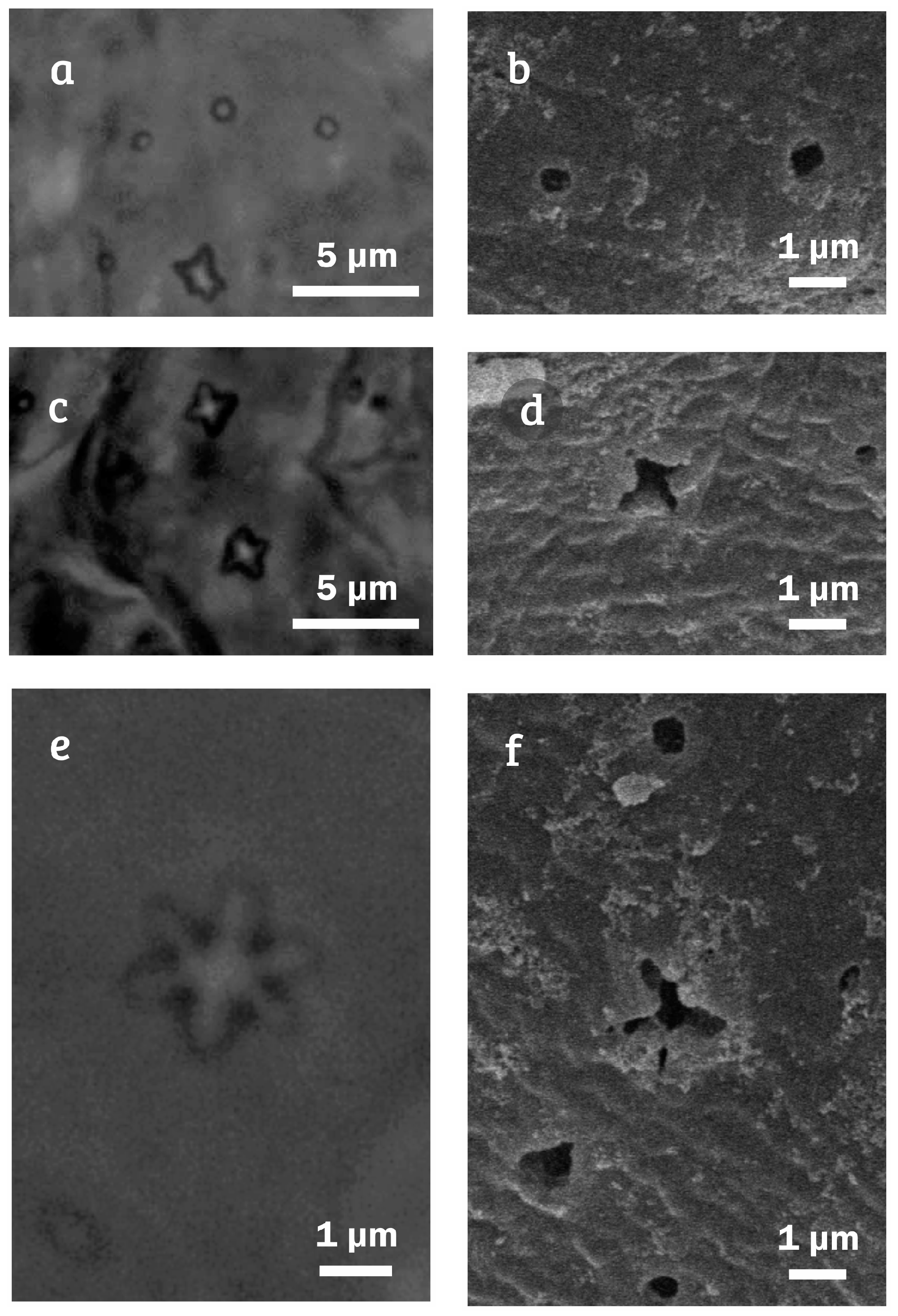 Diversity 12 00271 g005 Diversity 12 00271 g005