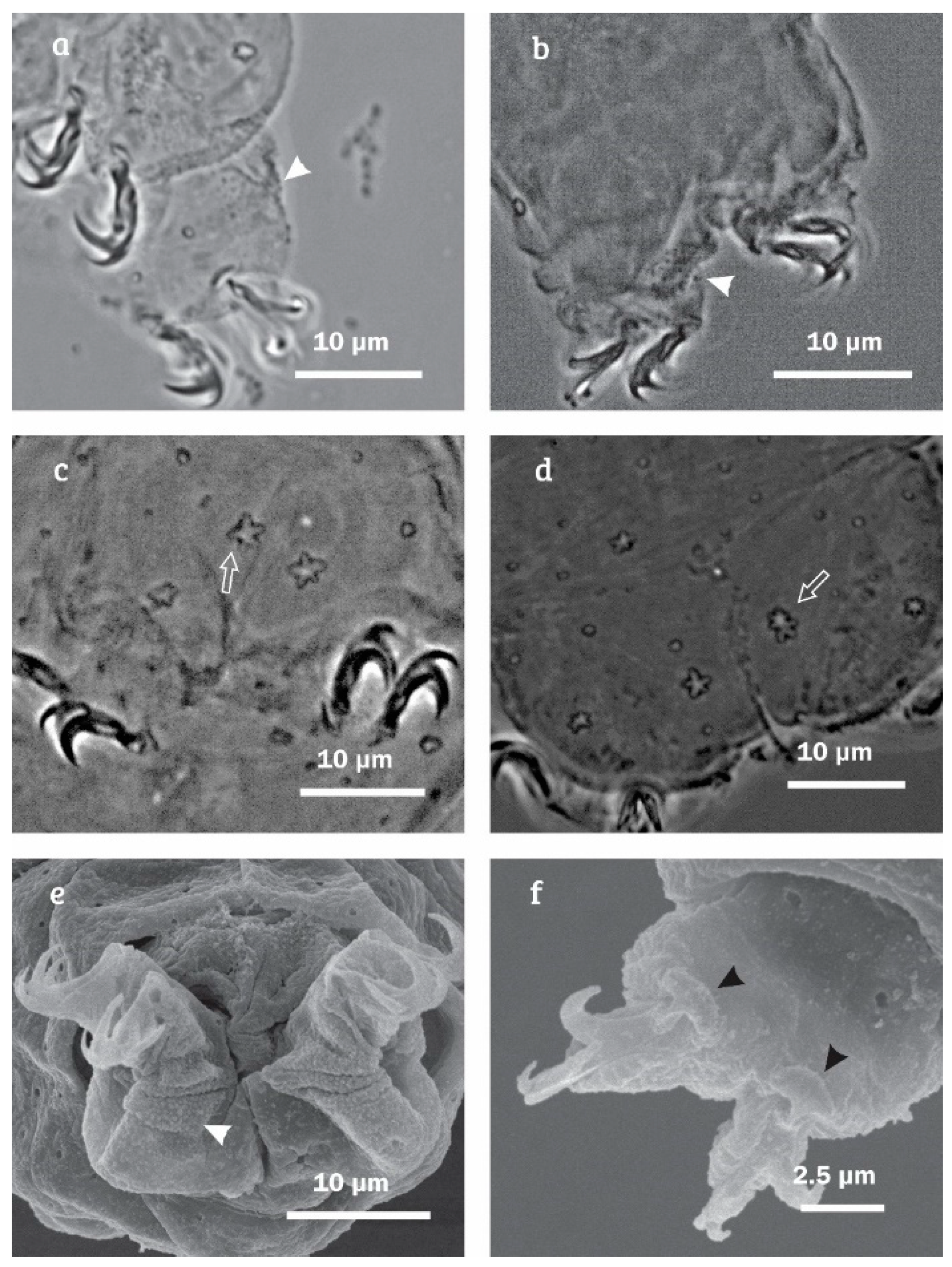 Diversity 12 00271 g007 Diversity 12 00271 g007