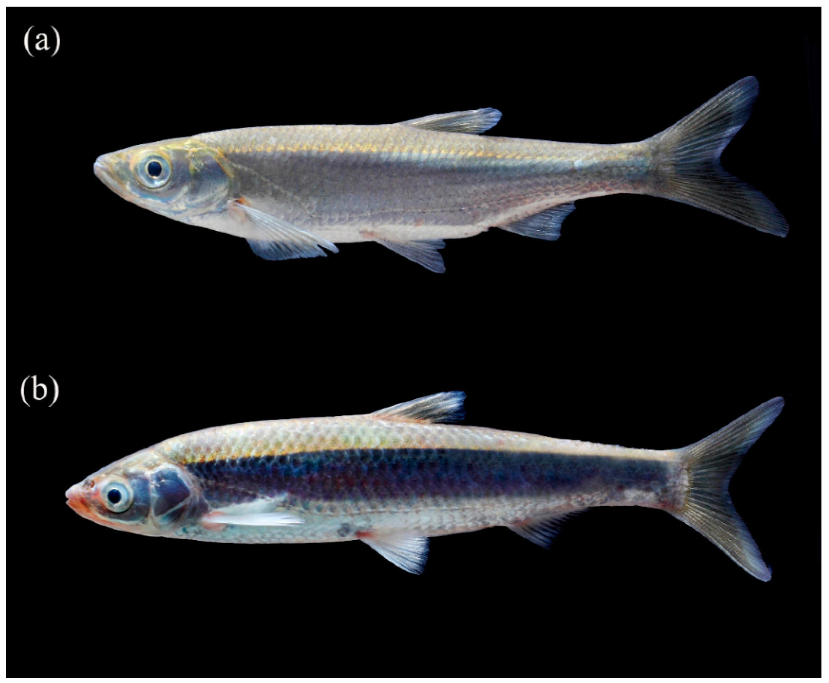 Diversity 12 00284 g003