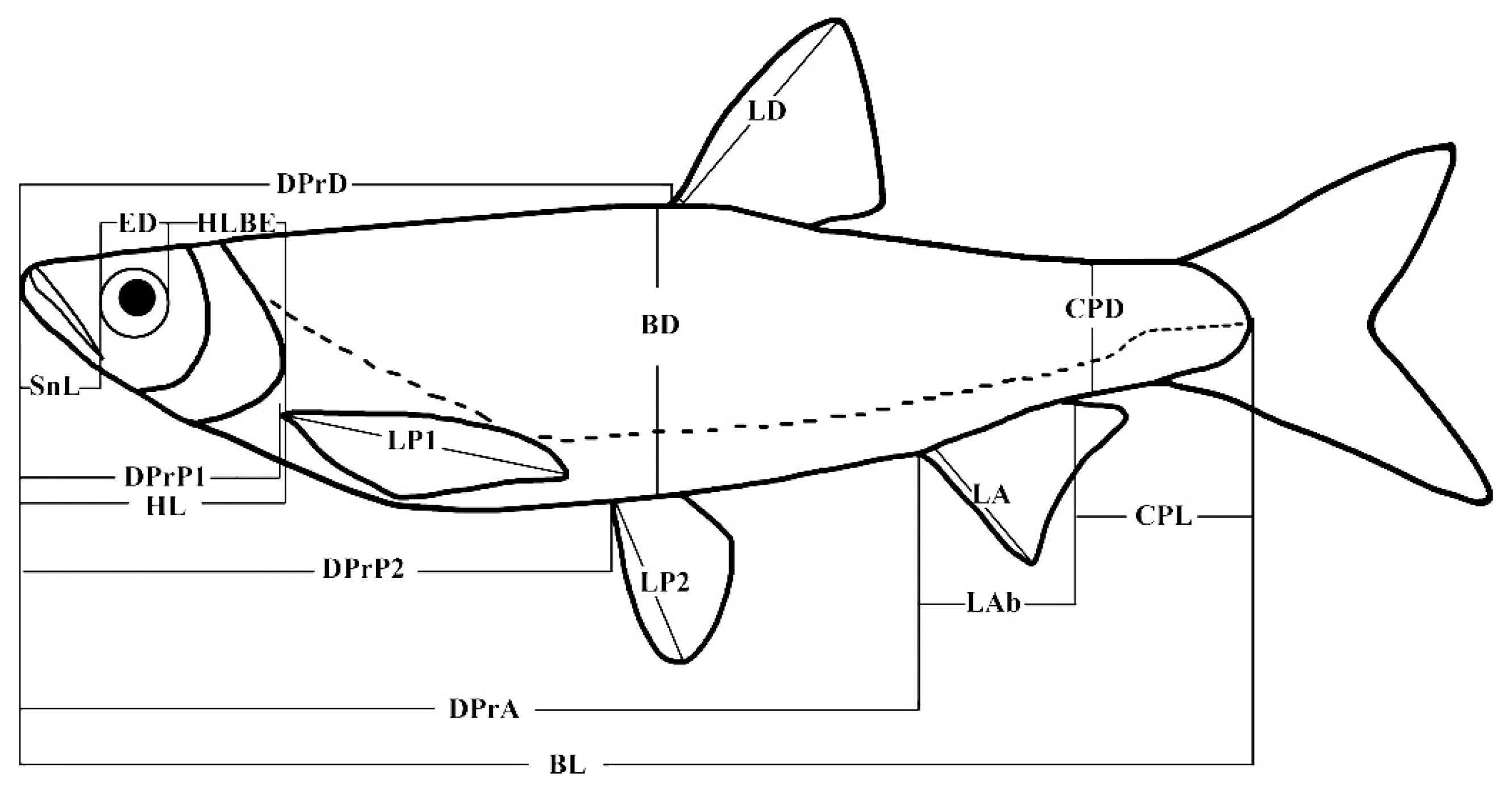 Diversity 12 00284 g004