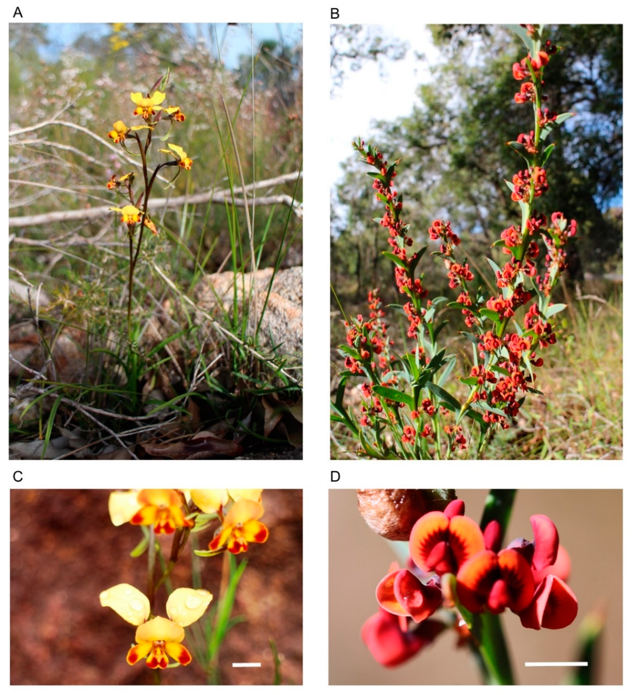 Diversity 12 00286 g001 Diversity 12 00286 g001