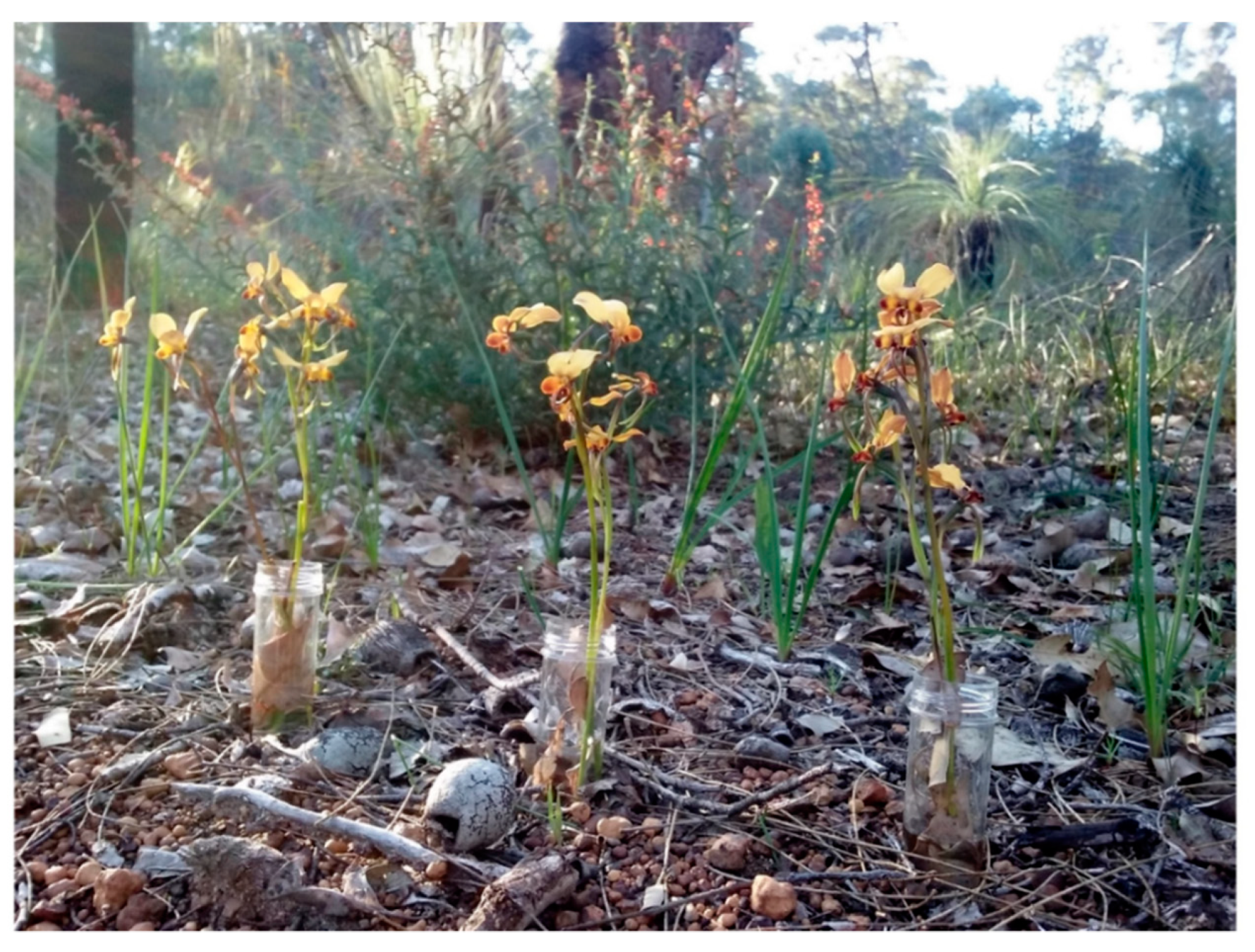 Diversity 12 00286 g002 Diversity 12 00286 g002